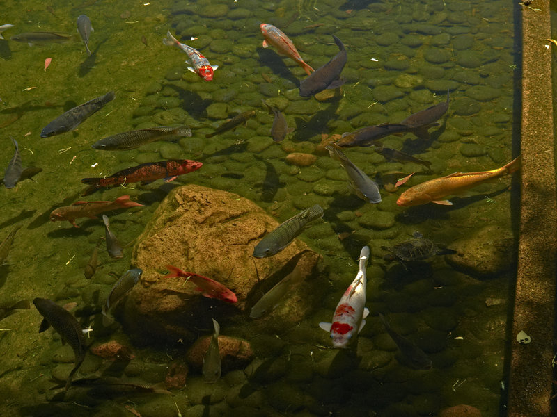 Hong Kong
      Island